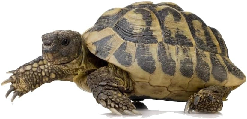 Casetta in legno per tartarughe di terra. Funge anche da terrario, gabbia, trasportino per tartarughe, rettili, anfibi, serpenti ed altri animali.