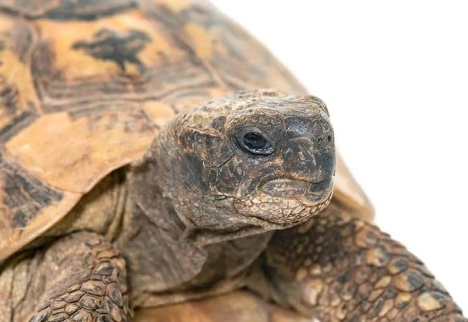 Casetta in legno per tartarughe di terra. Funge anche da terrario, gabbia, trasportino per tartarughe, rettili, anfibi, serpenti ed altri animali.