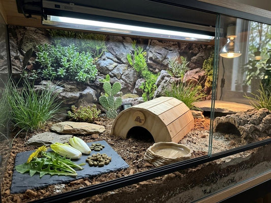 Casetta terrario per tartarughe di terra, anfibi, serpenti, rettili. In legno, di colore legno chiaro. Senza pavimento, a forma di cupola