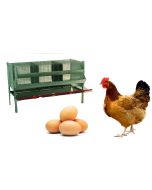 gabbia per allevamento galline ovaiole 3 posti 106 x 70 x h 80 cm
